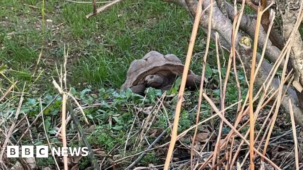 Man to face charges over Devon giant tortoise deaths