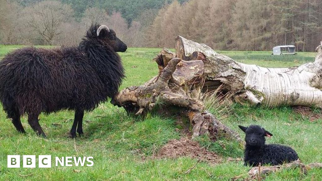 Sussex: Forest rangers warn over dog risks during lambing season - BBC News