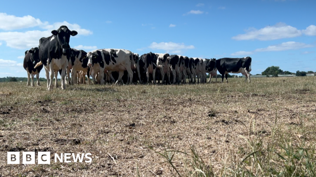 Farmers face crisis as drought causes grass to fail