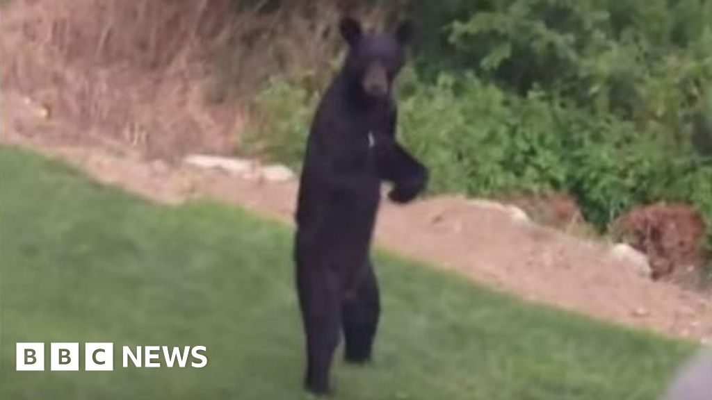 Killing of Pedals 'the walking bear' sparks hunting debate BBC News