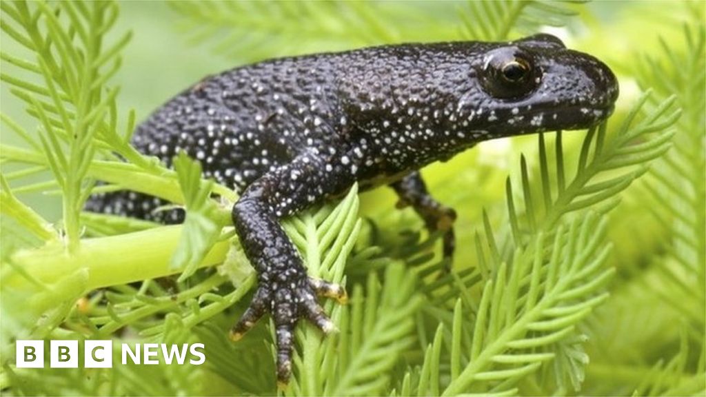 Boris Johnson's newt-counting claim questioned
