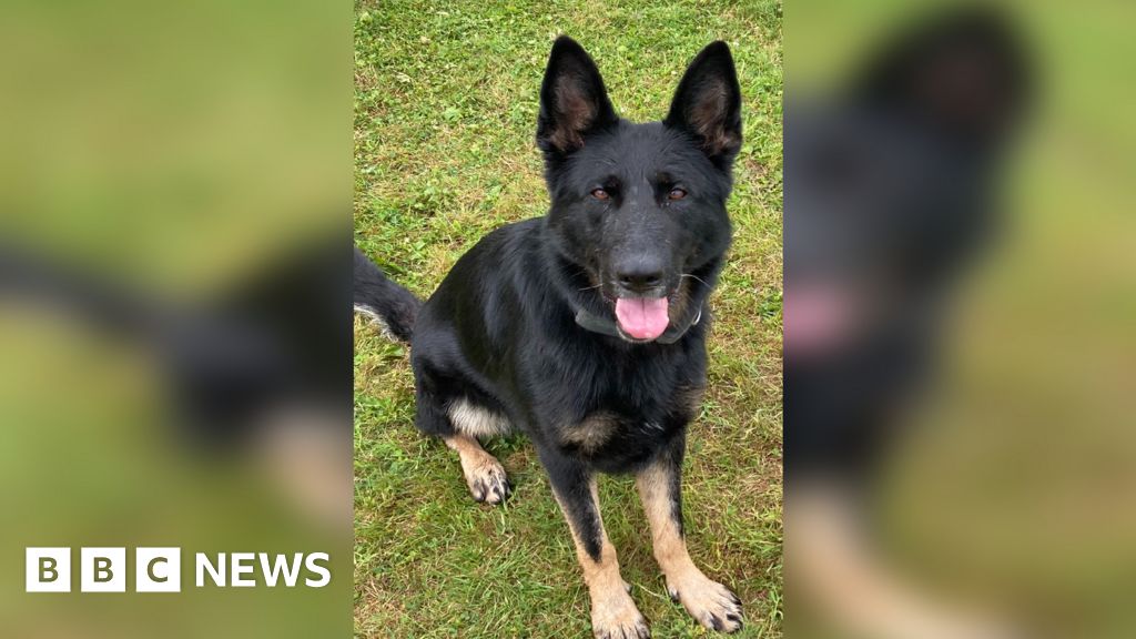 Ewerby: Dog tracks drink-driver from crash to front door