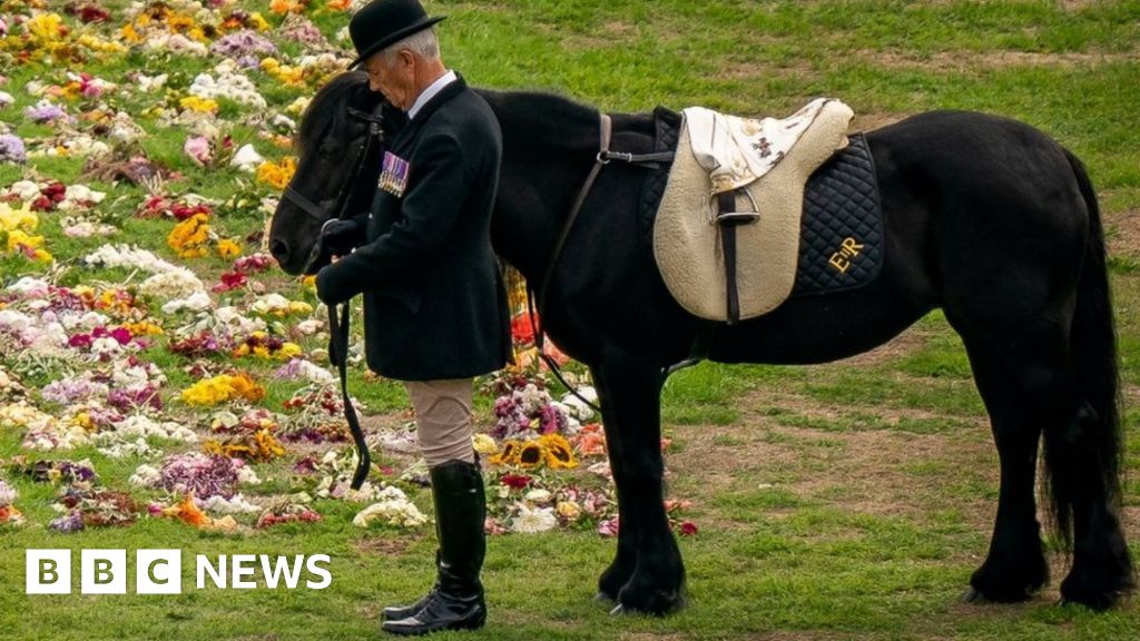 Queen’s fell pony Emma named horse of a lifetime at awards