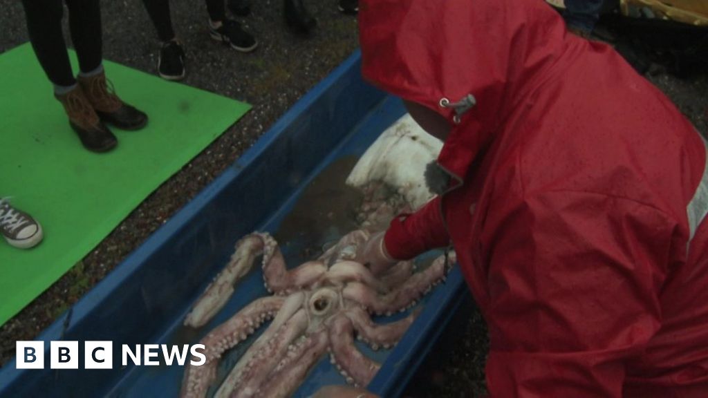 Rare Giant Squid Caught Off County Kerry Coast Bbc News 2268