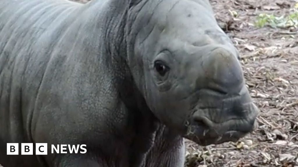 Energetic' white rhino born at wildlife park - BBC News