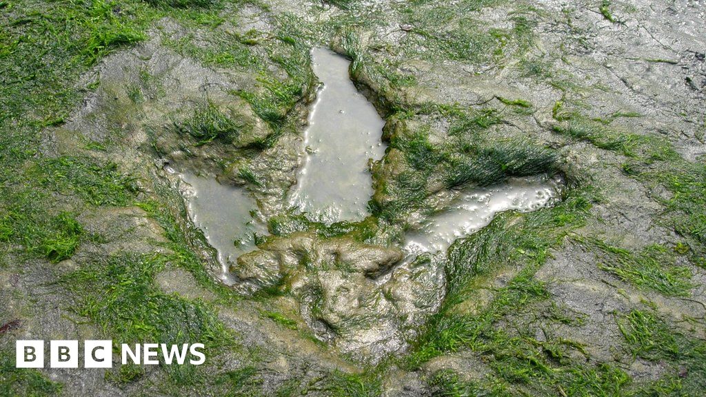 Bid to better protect Scotland's 'Dinosaur Isle' BBC News