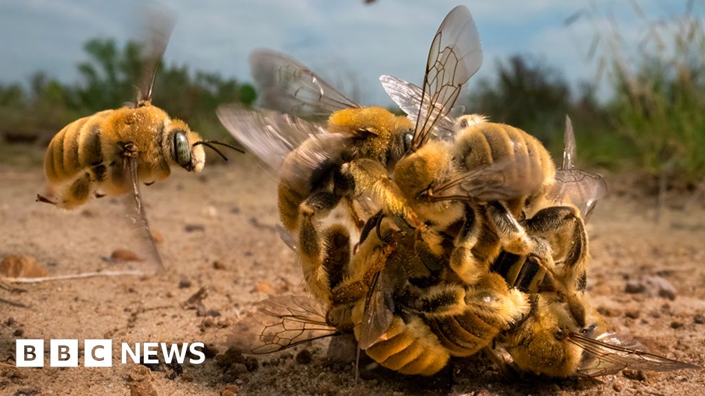 Wildlife Photographer of the Year: Frenzied bee ball wins top prize