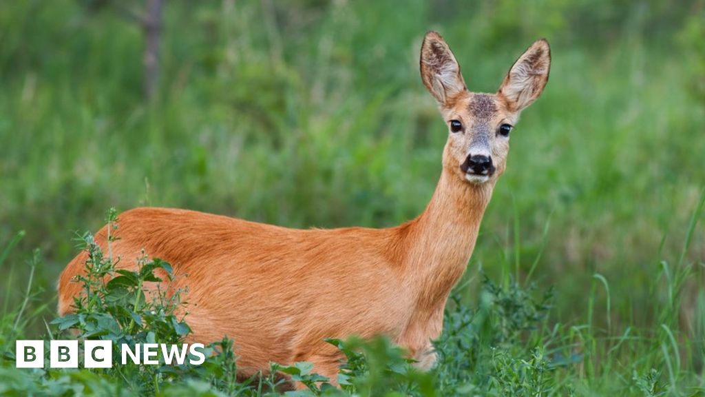 Police warn drivers after deer deaths near Huddersfield