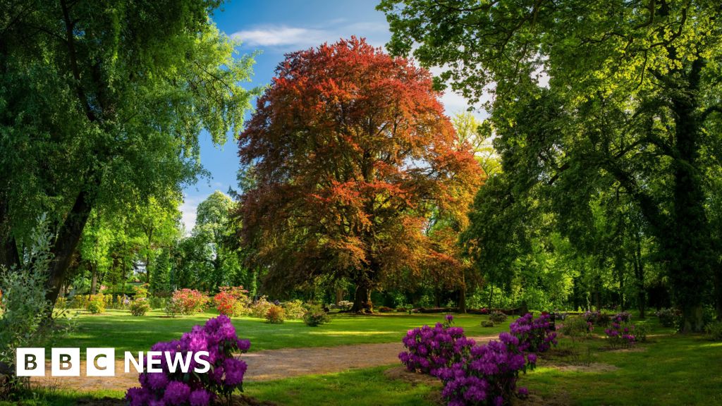 300-year-old Polish beech voted Tree of the Year