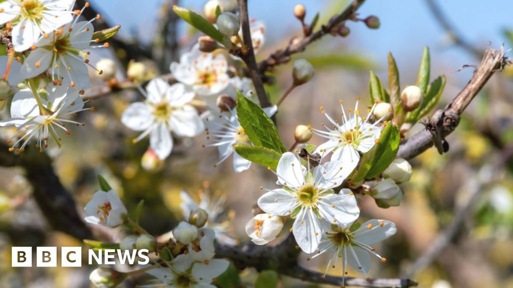 Climate change: UK plants now flowering a month earlier
