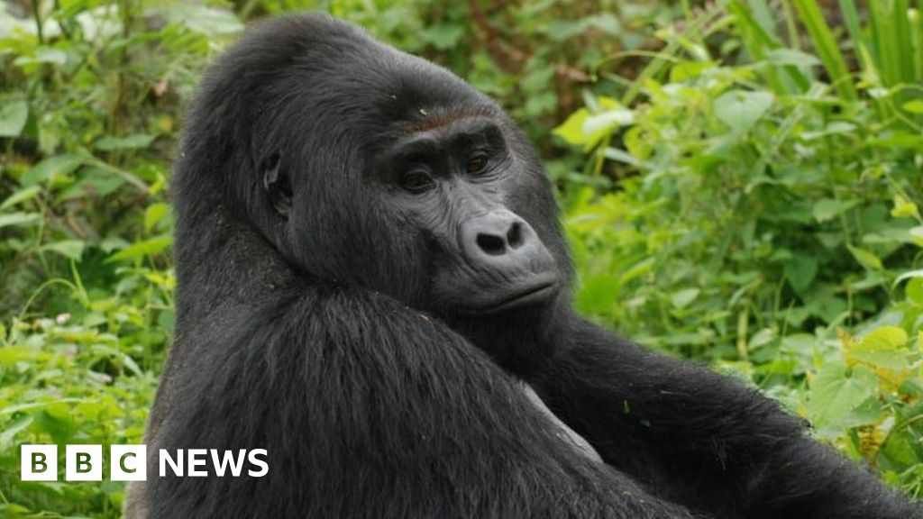 Killer of Rafiki, Uganda's rare silverback mountain gorilla, jailed