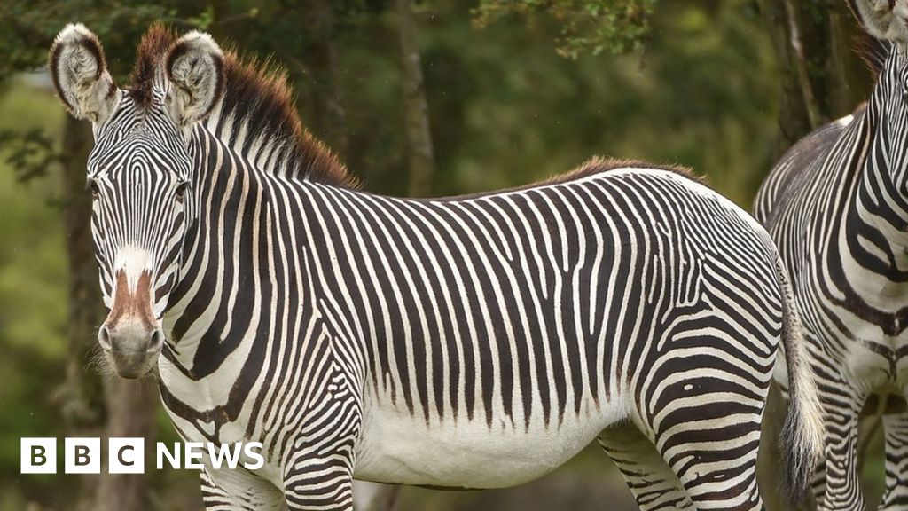 chester zoo bbc news