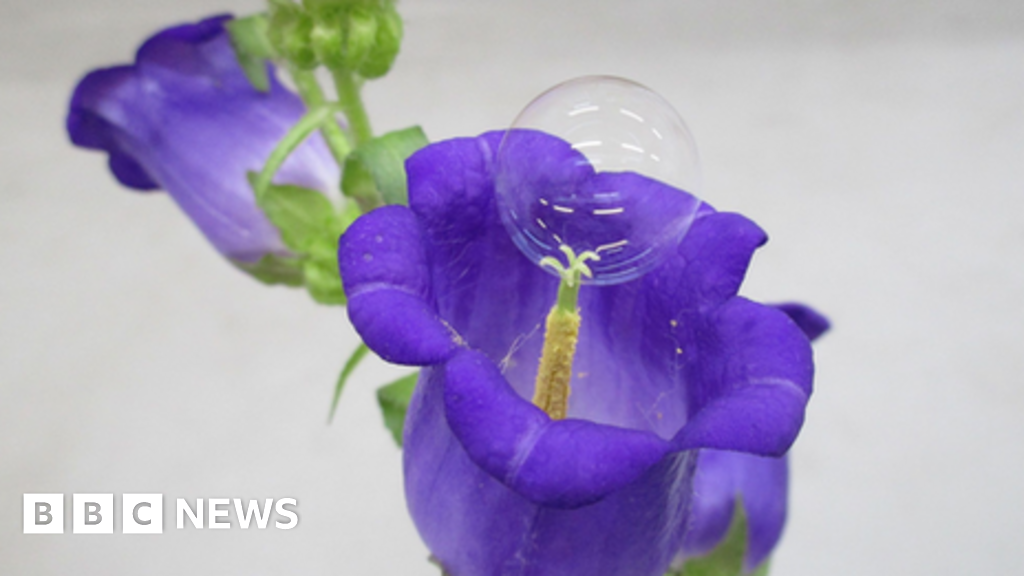 Blowing bubbles: Soapy spheres pop pollen on fruit trees - BBC News