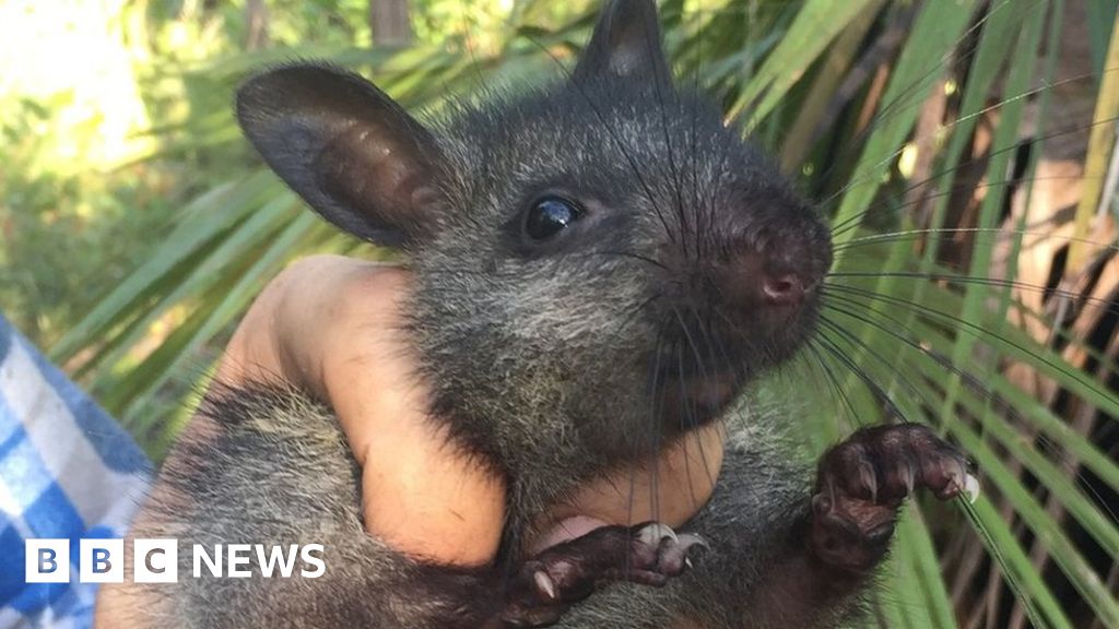 The Enduring Legacy Of The Indigenous Bush Rat: A Tale Of Resilience ...