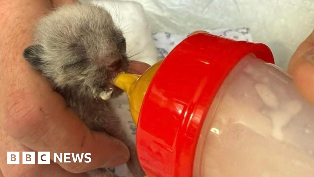 'Miracle' kitten from abandoned Sheffield pub rehomed