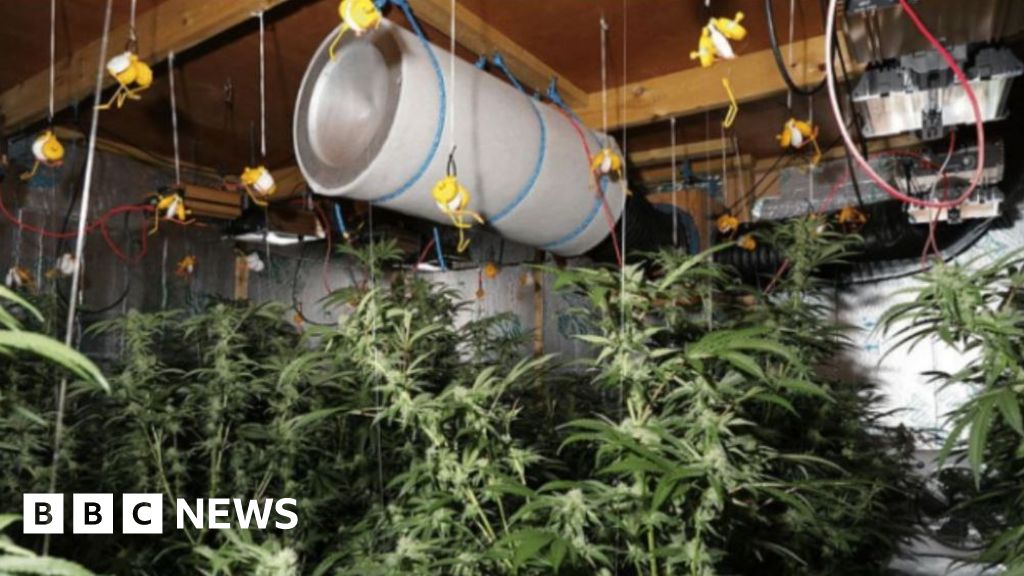 Secret £3.5m cannabis farm that stood out like a 'beacon' in sleepy village