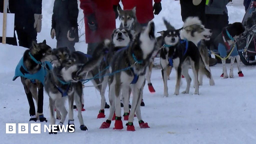 Sled dogs race in snowy three-day Beargrease marathon