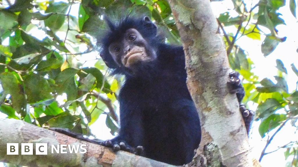 New monkey species with orange lips found 'hiding' in DRC forest