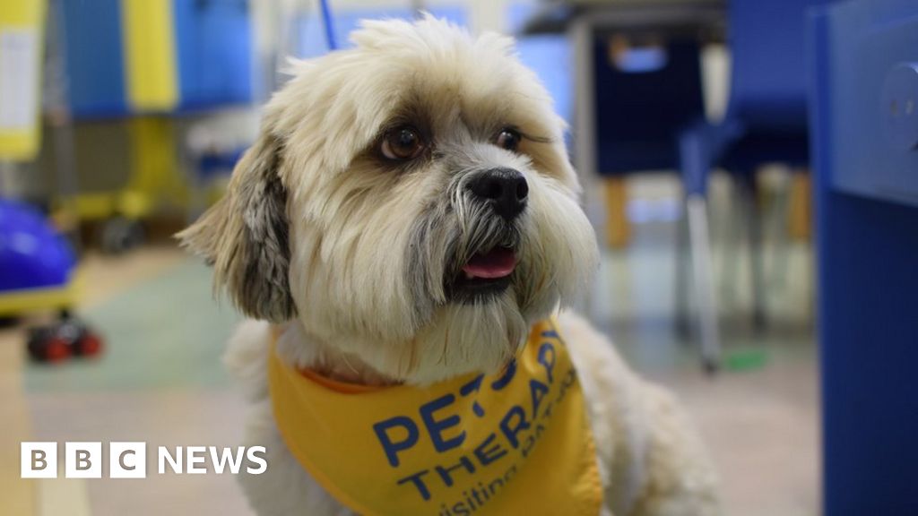 Therapy dog Buddi visits Wrexham Maelor Hospital's sick