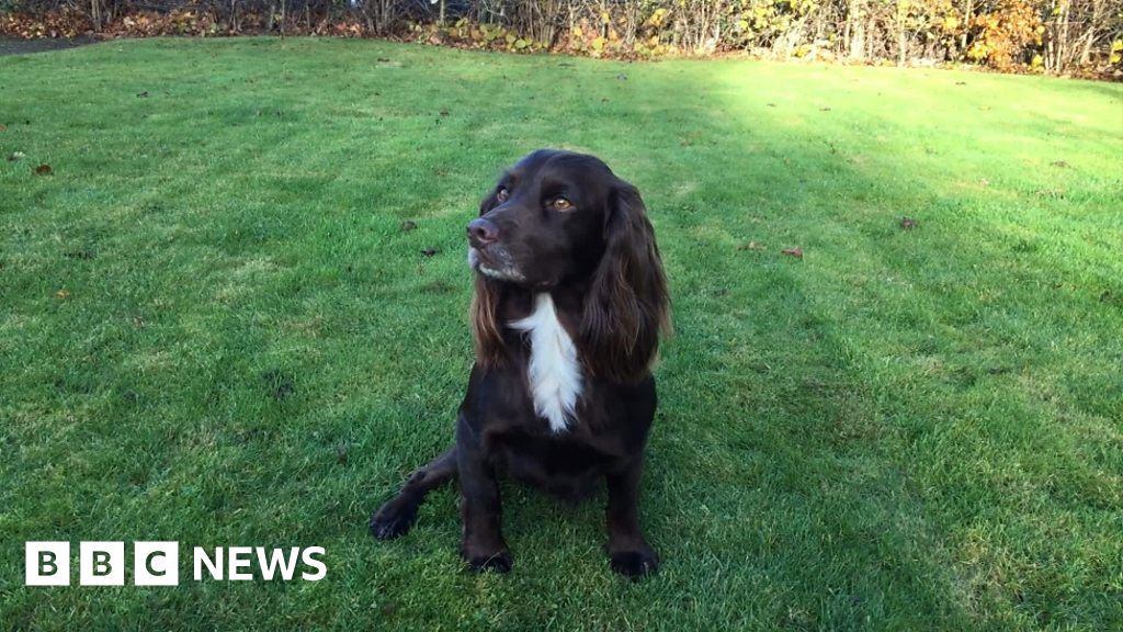 Darcy tells another tail after 60ft plunge down Highland dam - BBC News