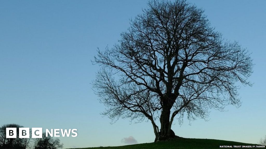 National Trust suffers 'worst year' for ash dieback