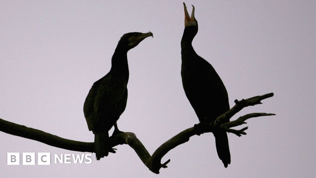 Welsh anglers want to double number of cormorants culled BBC News