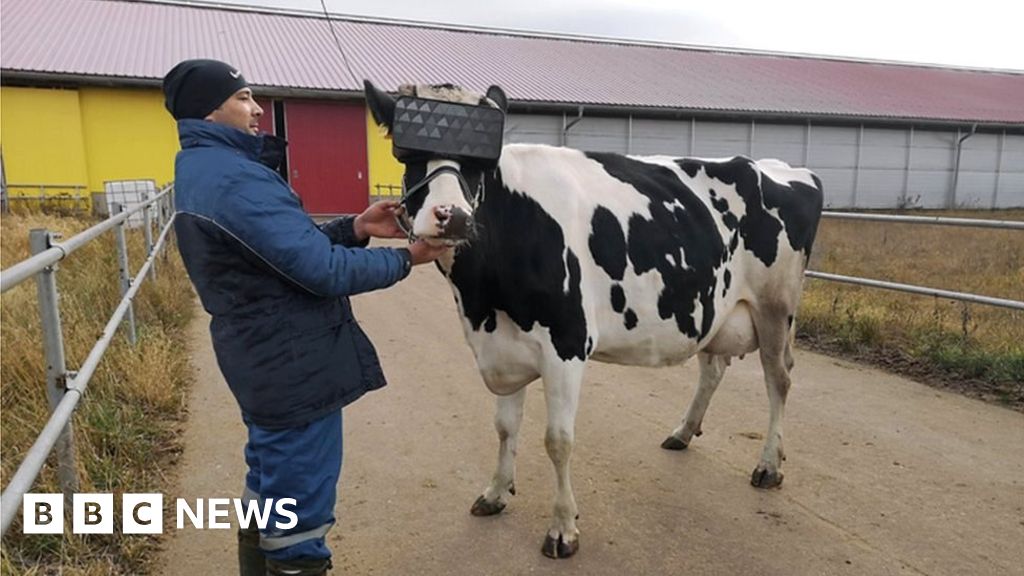Russian Cows Get Vr Headsets To Reduce Anxiety Bbc News