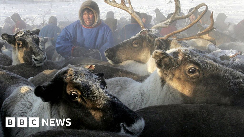 polar-bears-are-dying-vine-what-happens-to-polar-bears-as-arctic-ice