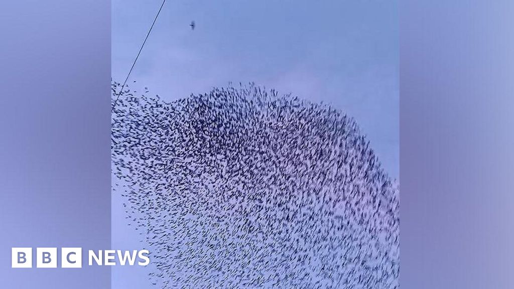 Falcon memfilmkan perburuan selama murmurasi starling di Chester