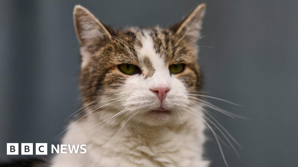 Minister considers banning over-the-counter flea treatments for pets