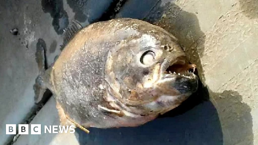 'Piranhas' found in Doncaster fishing lake
