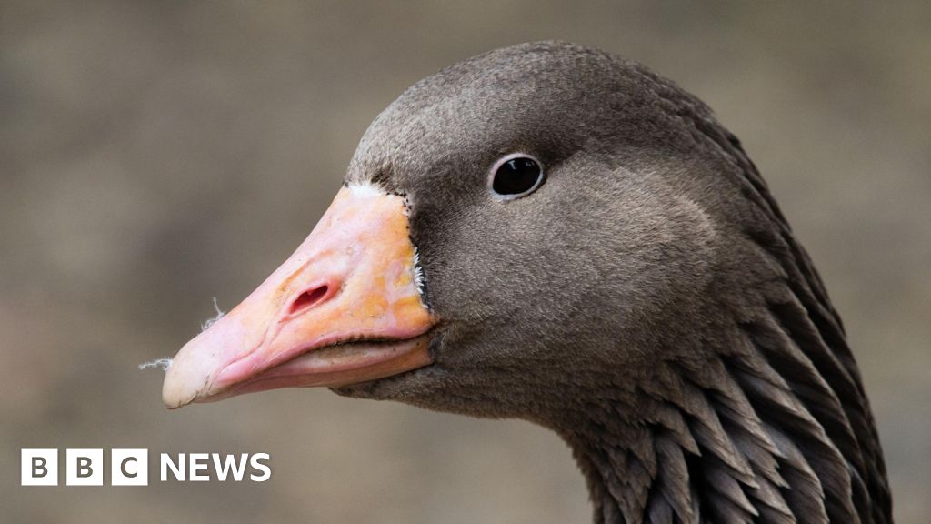 Bird flu detected in three wild birds in NI