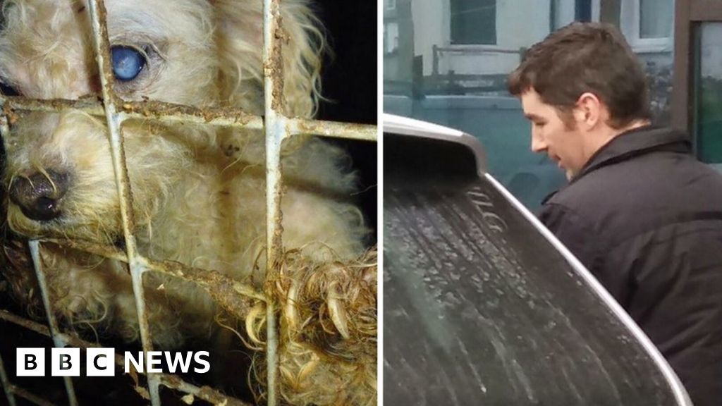 Illegal breeder Richard Jones' dogs 'close to death' 
