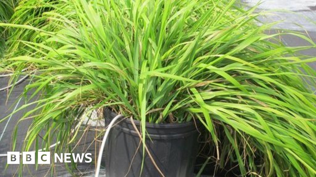 Sweetgrass reveals its repellent secrets BBC News