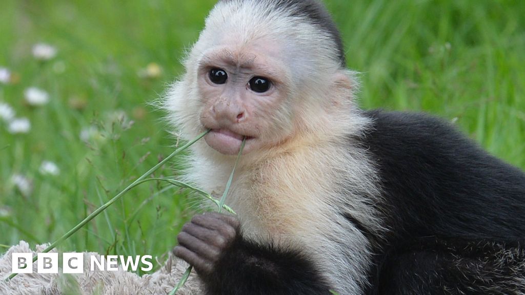 Justin Bieber monkey has issues 'speaking caupuchin'