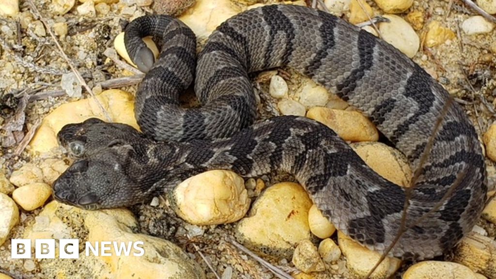 Rare Two Headed Snake Double Dave Found In Us Bbc News