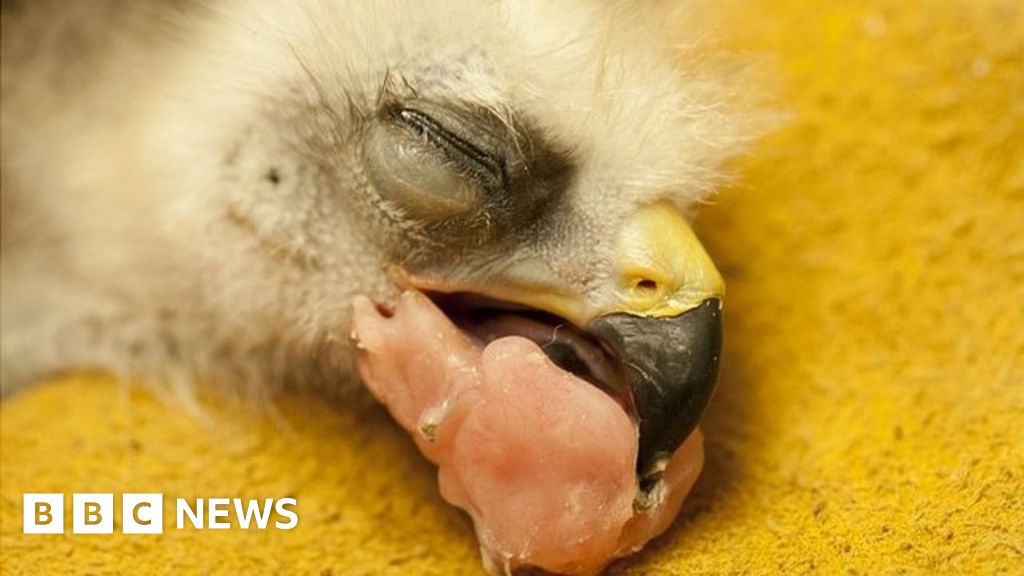 Kite Chick Undergoes Reconstructive Surgery On Broken Beak Bbc News