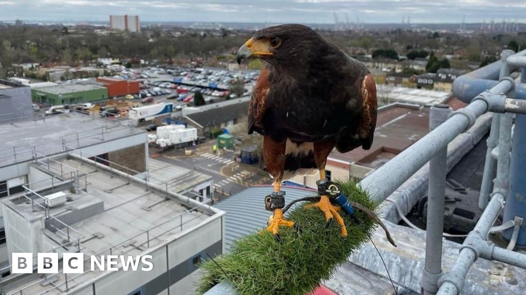 Southampton Hospital hawk found after GPS tracker failed - BBC News