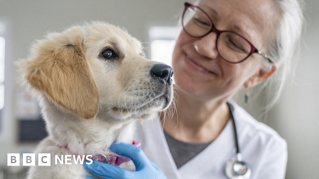 Vet prices review over fears pet owners are being overcharged