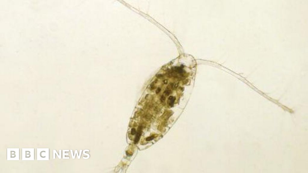 Microplastics Greater Threat To Marine Life Revealed