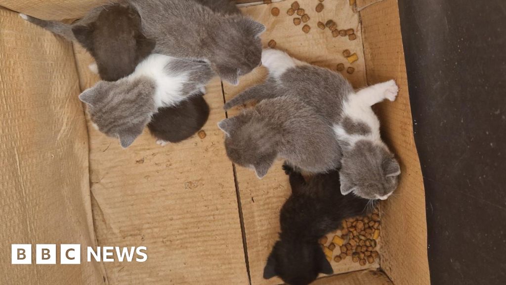 Multiple Abandoned Kitten Litters Found Across UK, US Locations