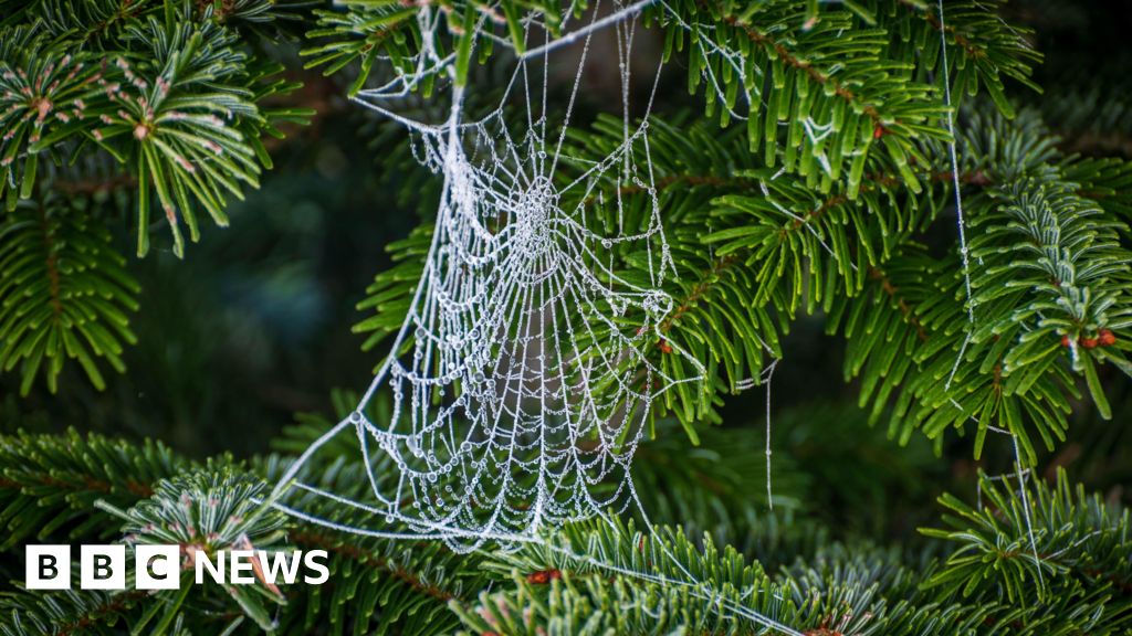 Expert reveals why we may find spiders under our Christmas trees