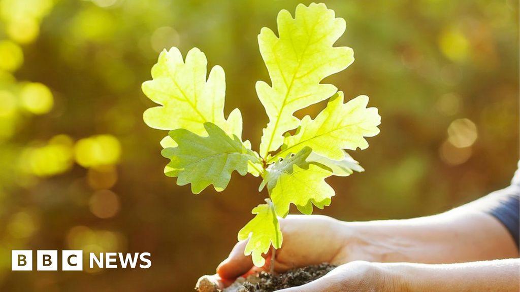 Truffle tree pension scam cost victims tens of thousands BBC News