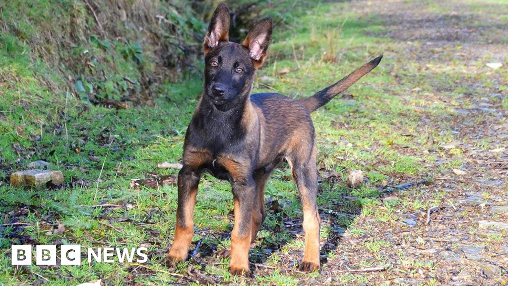 Dogs trained in Wales help fight rhino poaching in Africa - BBC News