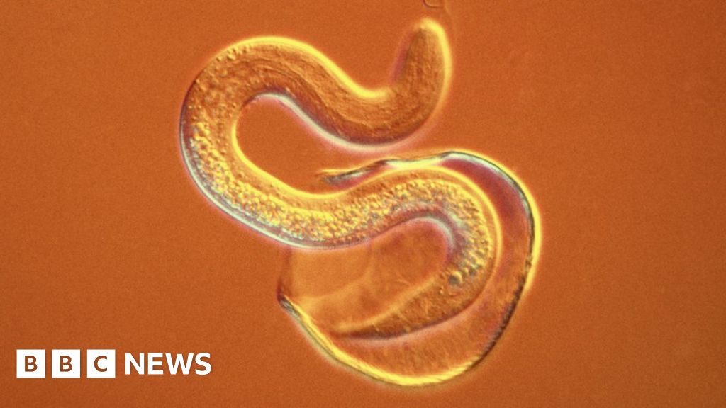 Nobel Prize for anti-parasite drugs