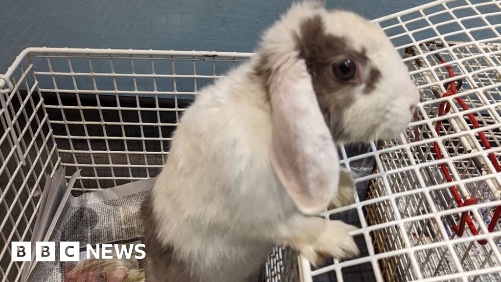 Family of rabbits dumped in bin at Bestwood Country Park BBC News