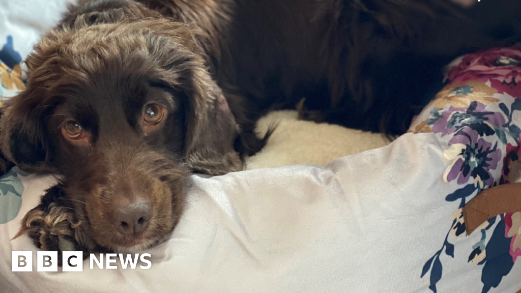 Dog stolen in Suffolk burglary reunited with owners after Surrey raid ...
