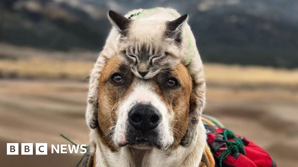 Henry and Baloo: Dog and travel companions following BBC News