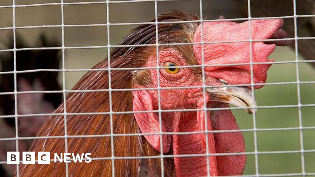 bbc.co.uk - Henry Durand - Concerns over new houses opposite Shropham slaughterhouse - BBC News