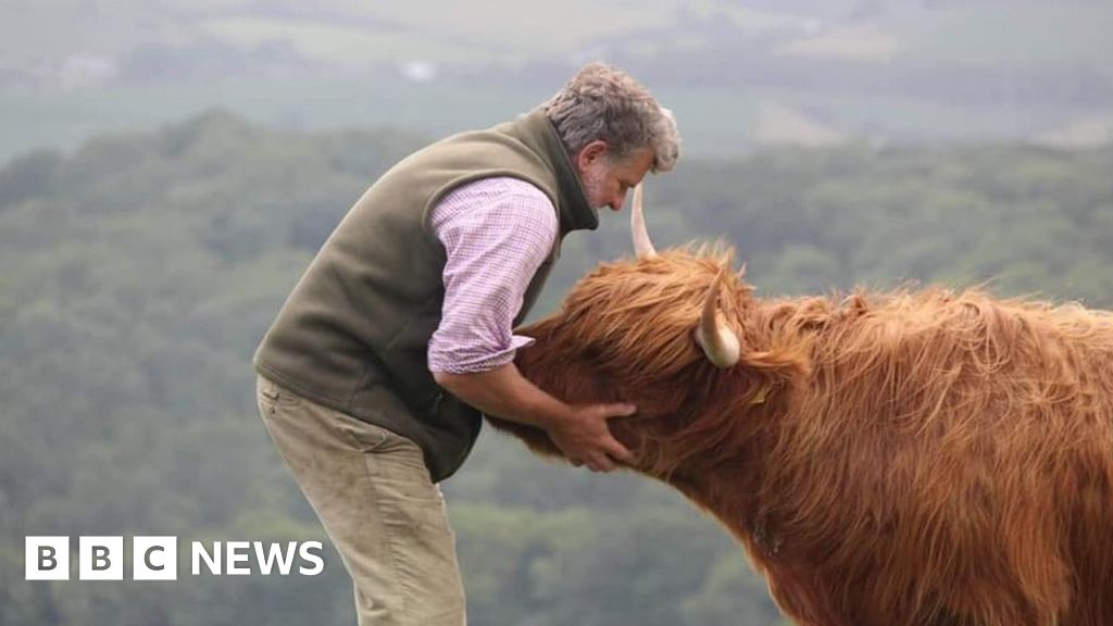 Do highland cows attack